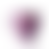 Fuschia