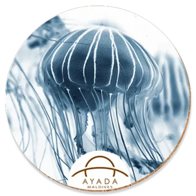 Round - Custom Pro Prints