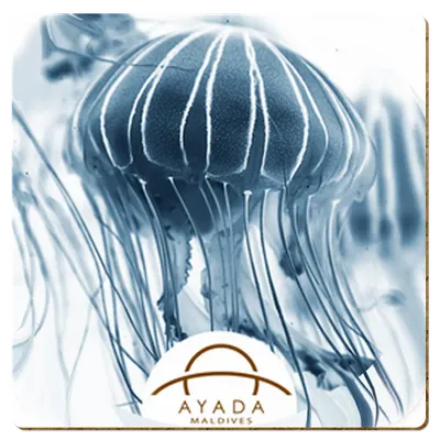 Square - Custom Pro Prints