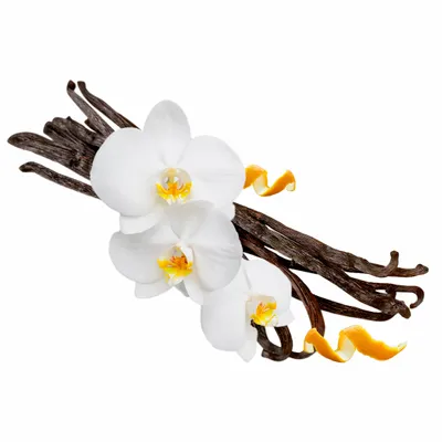 Vanilla - Custom Pro Prints