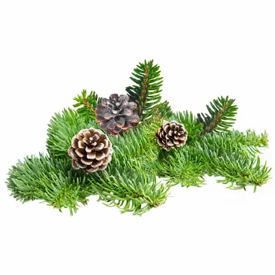 Pine - Custom Pro Prints