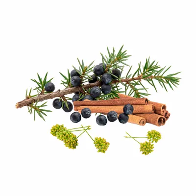 Juniper Berry - Stealth Promo Co