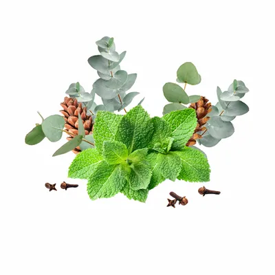 Eucalyptus & Mint - Stealth Promo Co