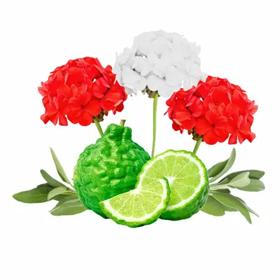 Cedar & Geranium - Stealth Promo Co